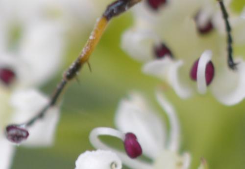Réf. 231 353 : Arge cyanocrocea